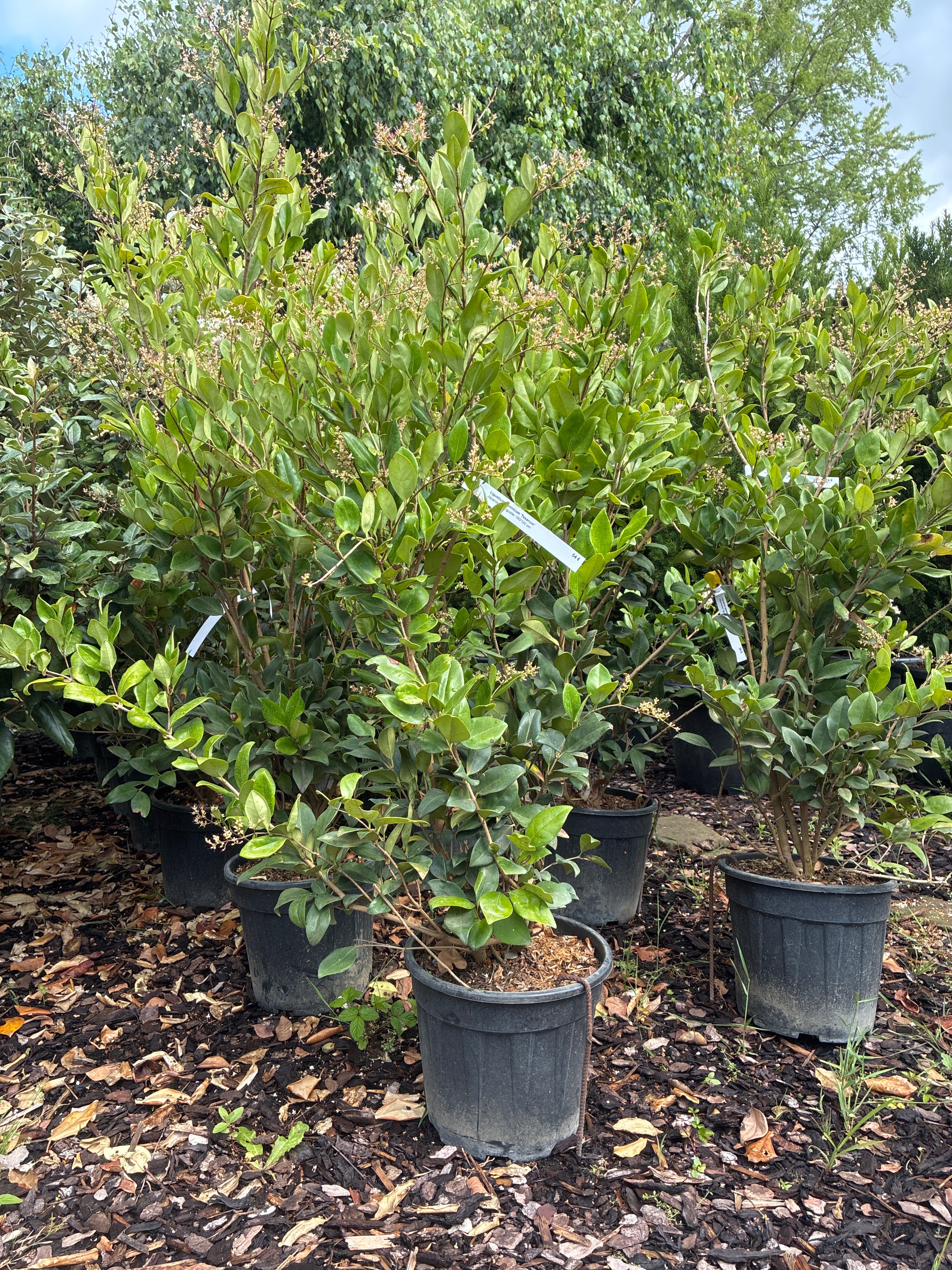 Japanischer Liguster 'Texanum' / Ligustrum japonicum 'Texanum'
